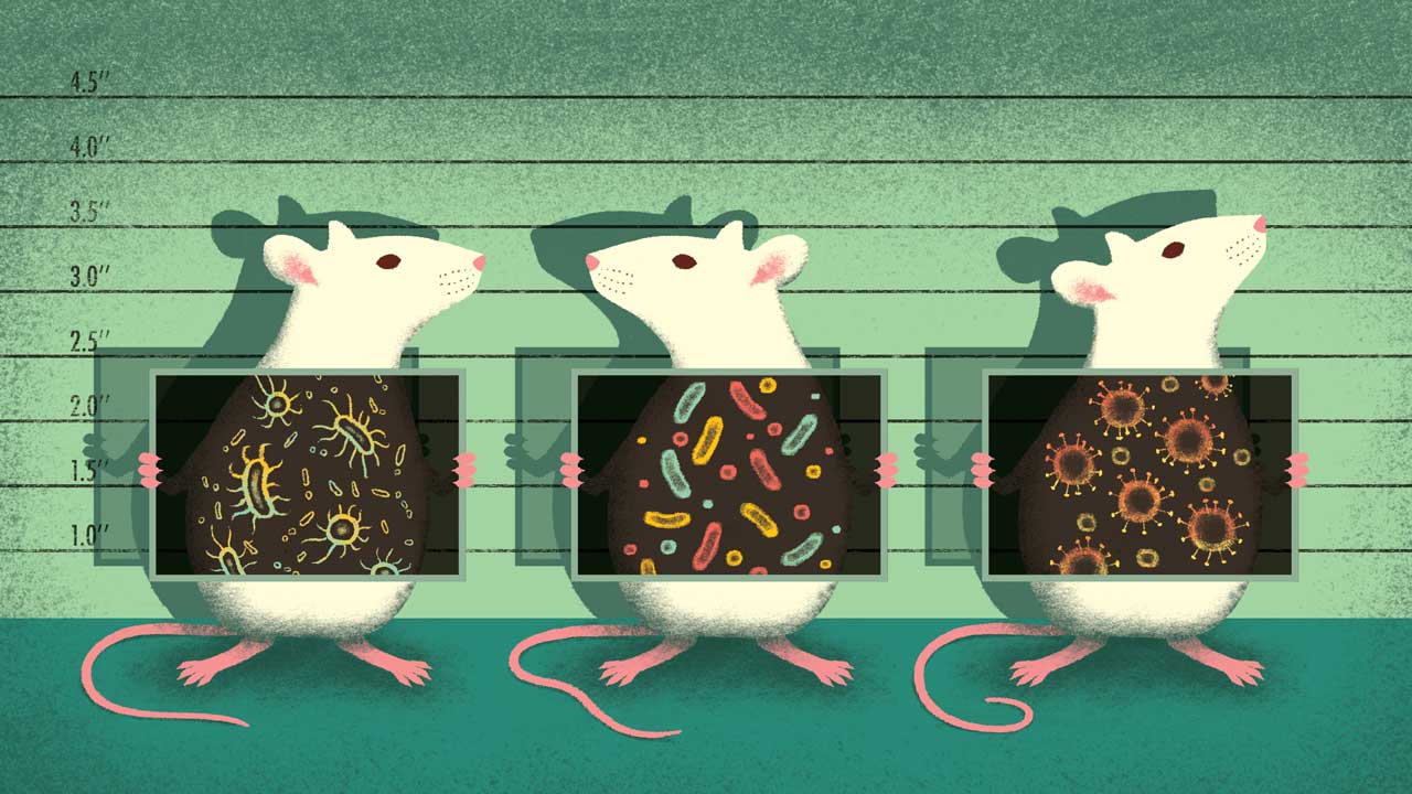 Beyond the Cheese Maze: Significance of Mice in Research